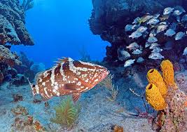 Image result for Epinephelus striatus