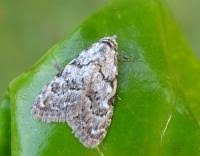 Attēlu rezultāti vaicājumam “Nola confusalis”