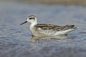 Attēlu rezultāti vaicājumam “Phalaropus lobatus”