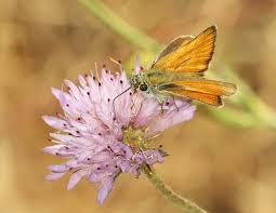 Attēlu rezultāti vaicājumam “Thymelicus sylvestris female”