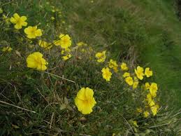 Attēlu rezultāti vaicājumam “Helianthemum nummularium”