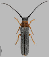 Attēlu rezultāti vaicājumam “Oberea oculata”