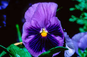 Image result for Veilchen