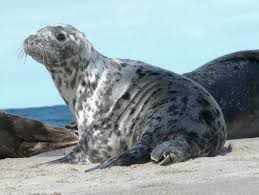 Image result for Halichoerus grypus