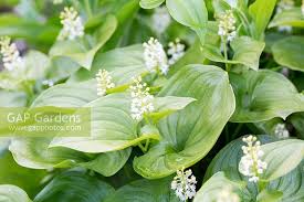 Attēlu rezultāti vaicājumam “Maianthemum bifolium”