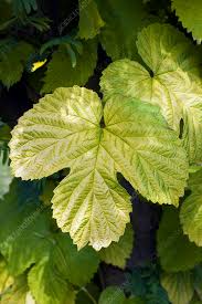 Attēlu rezultāti vaicājumam “Humulus lupulus leaf”