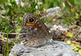 Attēlu rezultāti vaicājumam “Lasiommata petropolitana”