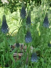 Attēlu rezultāti vaicājumam “Phyteuma spicatum bud”