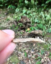 Attēlu rezultāti vaicājumam “Arcyria cinerea stalked”