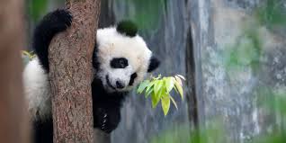 Image result for pandas