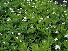 Attēlu rezultāti vaicājumam “Galium odoratum”