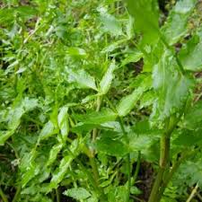 Attēlu rezultāti vaicājumam “Eriophorum latifolium leaf”