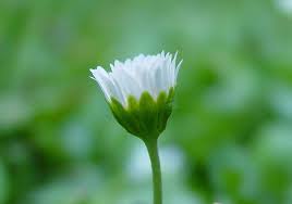 Attēlu rezultāti vaicājumam “Bellis perennis”