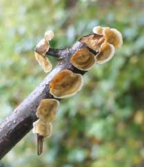 Attēlu rezultāti vaicājumam “Crepidotus versutus”