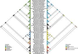 Attēlu rezultāti vaicājumam “Microbotryum tragopogonis - pratensis”