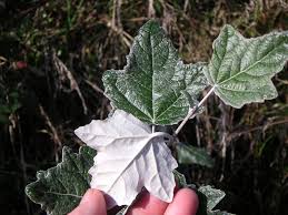 Attēlu rezultāti vaicājumam “Populus alba”