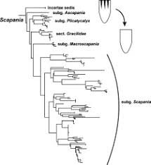 Attēlu rezultāti vaicājumam “Scapania apiculata”