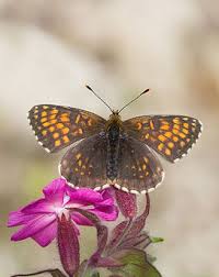 Attēlu rezultāti vaicājumam “Melitaea diamina underside”
