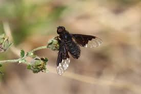 Attēlu rezultāti vaicājumam “Hemipenthes morio”