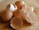 UK Scientists Research Eggshell Recycling | Thermoforming 365 Blog