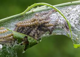 Attēlu rezultāti vaicājumam “Yponomeuta evonymella”