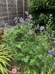 Attēlu rezultāti vaicājumam “Polemonium caeruleum bud”