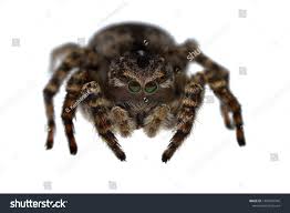 Attēlu rezultāti vaicājumam “Aelurillus v-insignitus”