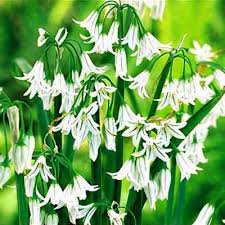 Attēlu rezultāti vaicājumam “Allium scorodoprasum leaf”