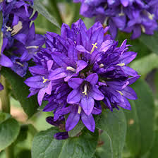 Attēlu rezultāti vaicājumam “Campanula glomerata leaf”