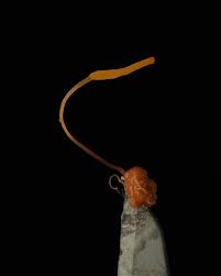 Attēlu rezultāti vaicājumam “Typhula erythropus”