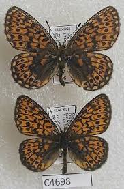 Attēlu rezultāti vaicājumam “Boloria eunomia”