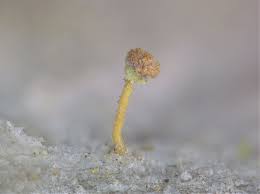 Attēlu rezultāti vaicājumam “Sclerophora coniophaea”