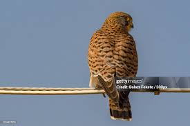 Attēlu rezultāti vaicājumam “Falco tinnunculus”