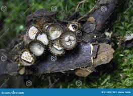 Attēlu rezultāti vaicājumam “Cyathus striatus”