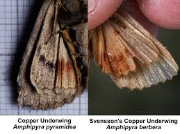 Attēlu rezultāti vaicājumam “Amphipyra”