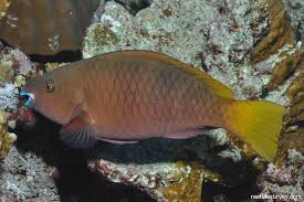 Image result for Scarus ferrugineus