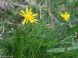 Attēlu rezultāti vaicājumam “Scorzonera humilis bud”