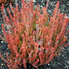 Attēlu rezultāti vaicājumam “Calluna vulgaris fruit”