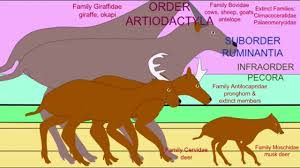 Attēlu rezultāti vaicājumam “Artiodactyla”