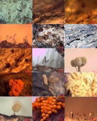 Attēlu rezultāti vaicājumam “Stemonitopsis amoena spores”