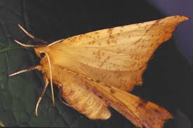 Attēlu rezultāti vaicājumam “Ennomos autumnaria male”