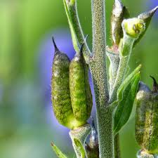 Attēlu rezultāti vaicājumam “Aconitum napellus bud”