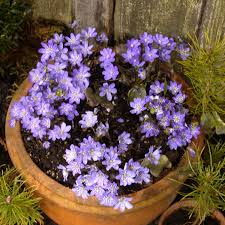 Attēlu rezultāti vaicājumam “Hepatica nobilis flower”
