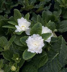 Attēlu rezultāti vaicājumam “Primula x polyantha”