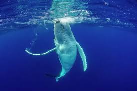 Image result for Megaptera novaeangliae