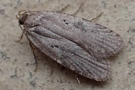 Attēlu rezultāti vaicājumam “Agonopterix heracliana”