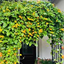 Image result for schwarzäugige Susanne