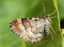 Attēlu rezultāti vaicājumam “Xanthorhoe spadicearia”