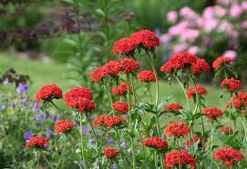 Attēlu rezultāti vaicājumam “Silene chalcedonica flower”