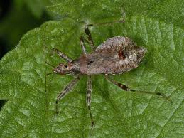 Attēlu rezultāti vaicājumam “Himacerus apterus”